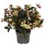 Christrose 'Angel Glow' 19 cm Topf