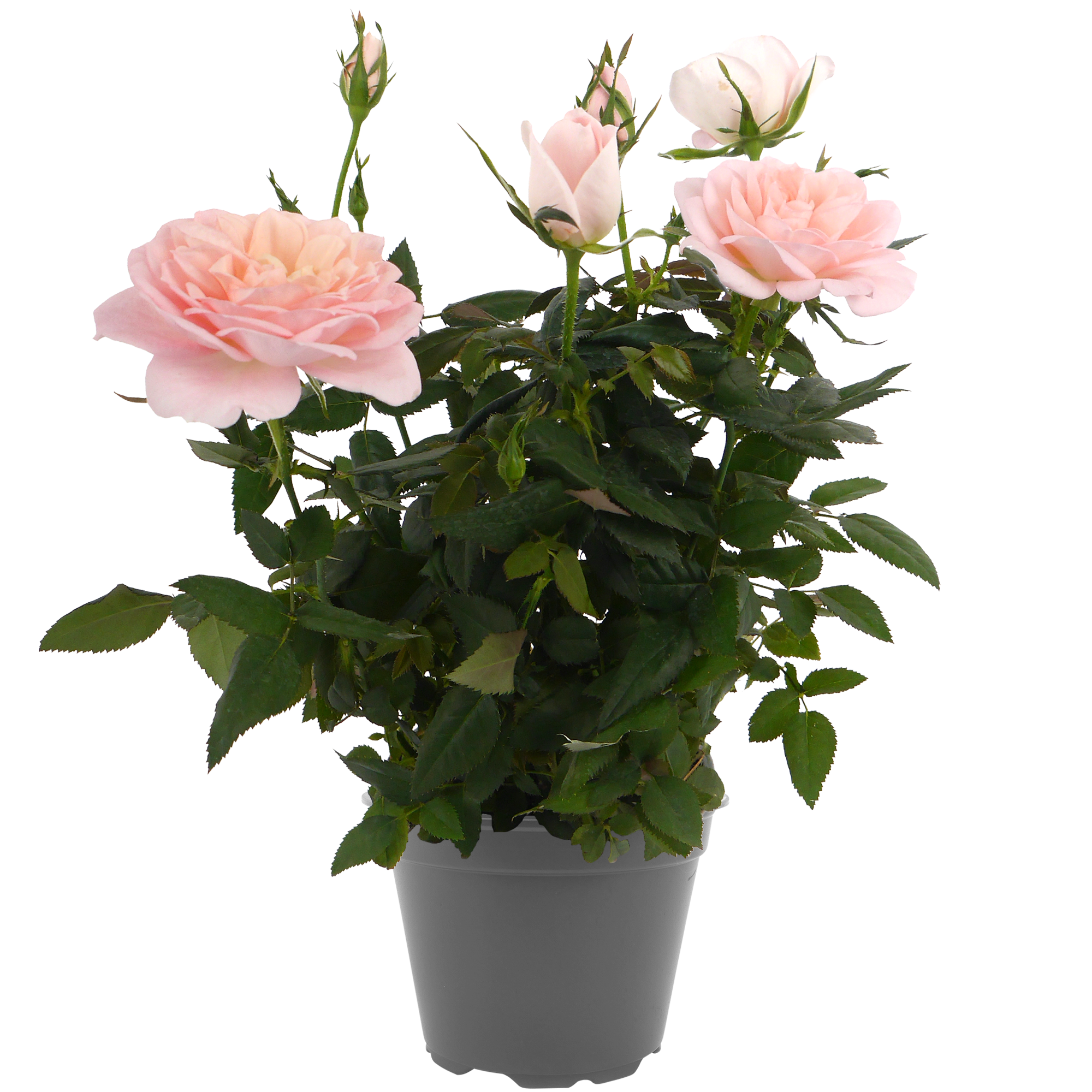 Duftrosen 'RosAroma®' 10,5 cm Topf