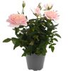 Duftrosen 'RosAroma®' 10,5 cm Topf