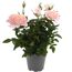 Duftrosen 'RosAroma®' 10,5 cm Topf