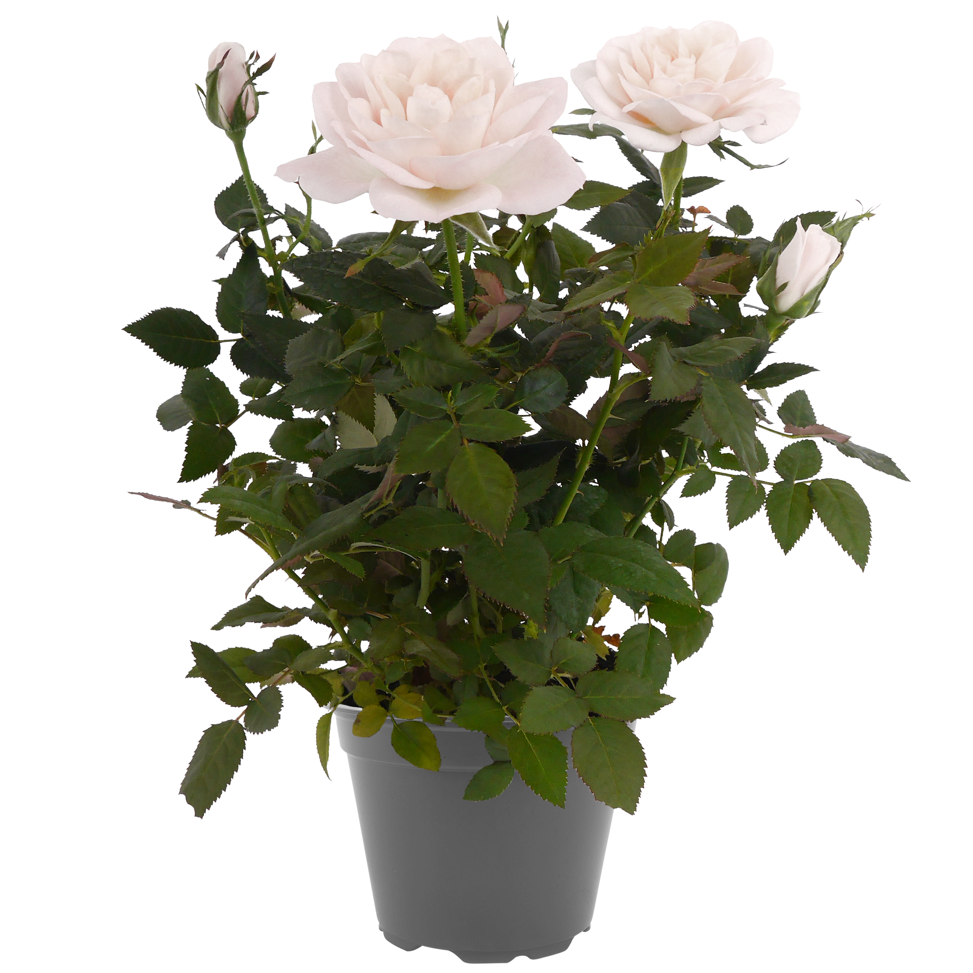 Duftrosen 'RosAroma®' 10,5 cm Topf