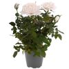 Duftrosen 'RosAroma®' 10,5 cm Topf