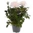 Duftrosen 'RosAroma®' 10,5 cm Topf