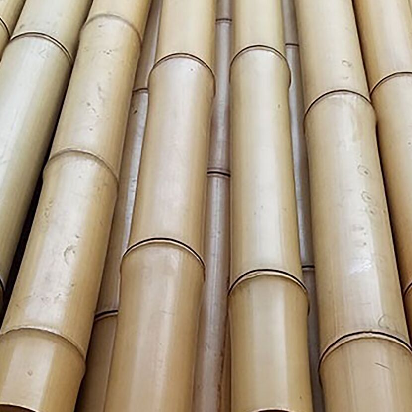 Pflanzstab Bambus Ø 12-14 mm x 150 cm 10 Stück