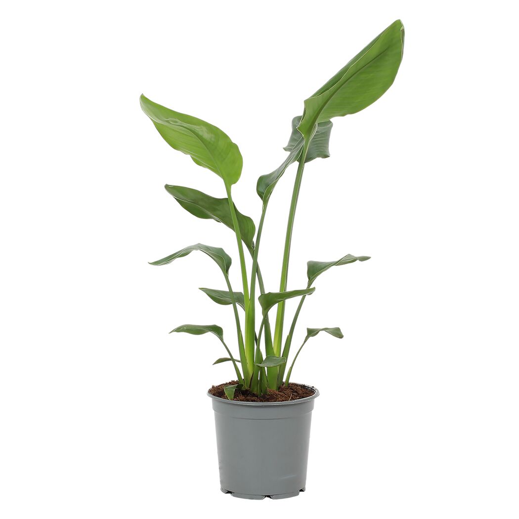 Grünpflanzen verschiedene Sorten 19 cm Topf