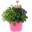 Spring Break® Mix 13 cm Topf