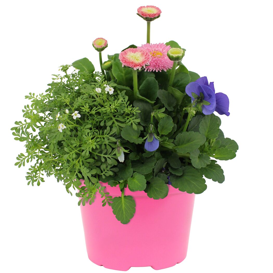 Spring Break® Mix 13 cm Topf