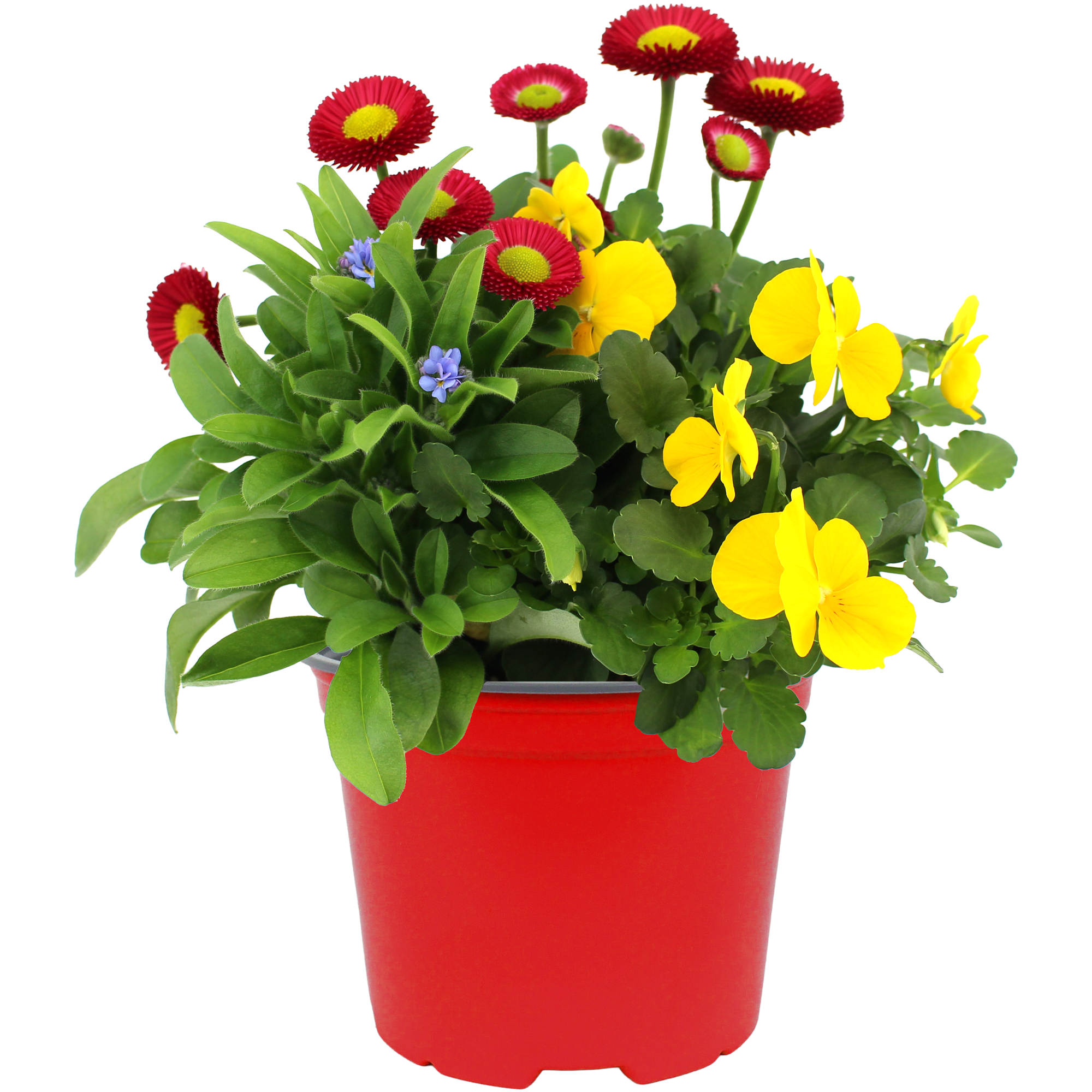 Spring Break® Mix 13 cm Topf