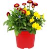 Spring Break® Mix 13 cm Topf