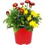 Spring Break® Mix 13 cm Topf
