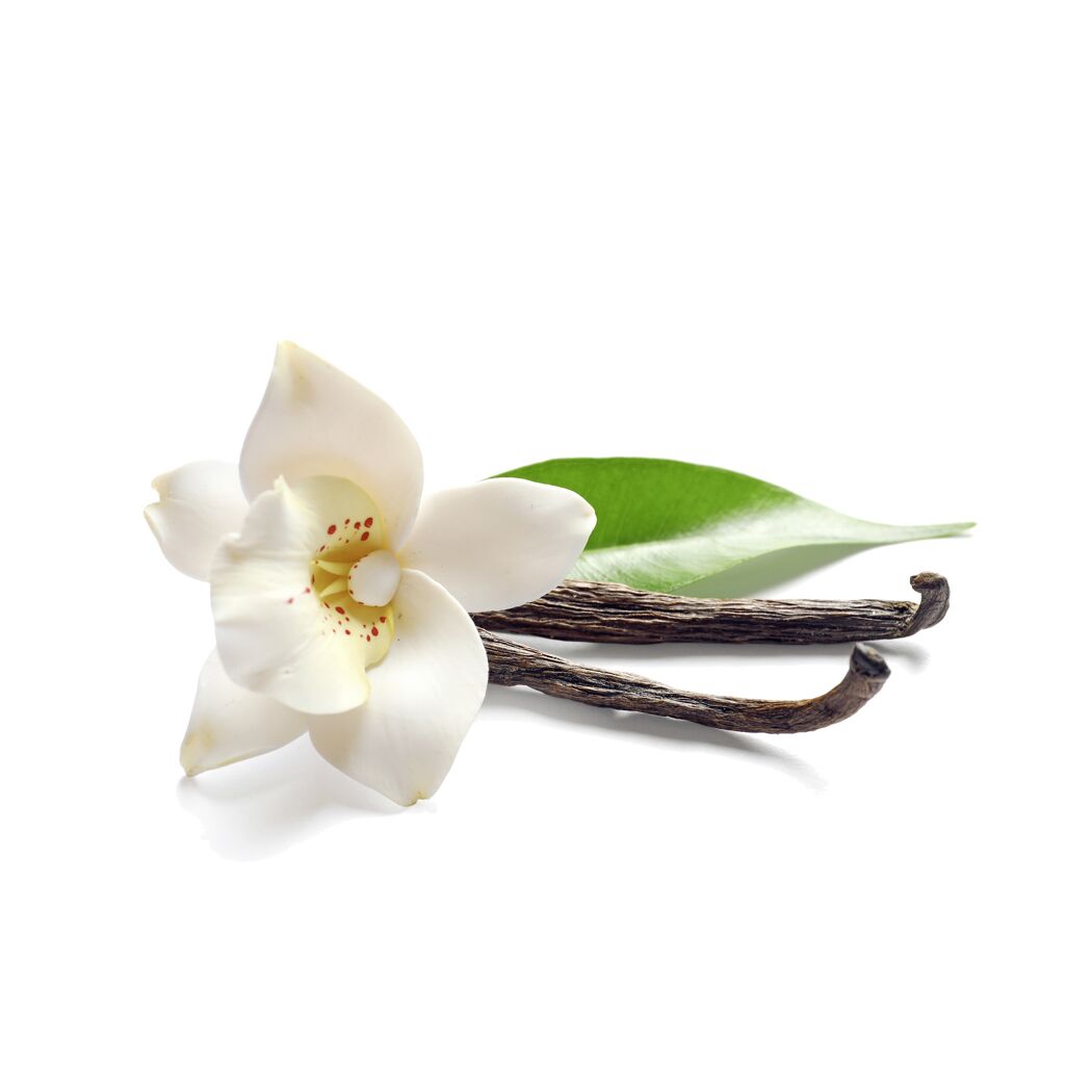Weiße Vanilleblüte, Schoten und grünes Blatt auf weißem Hintergrund.
