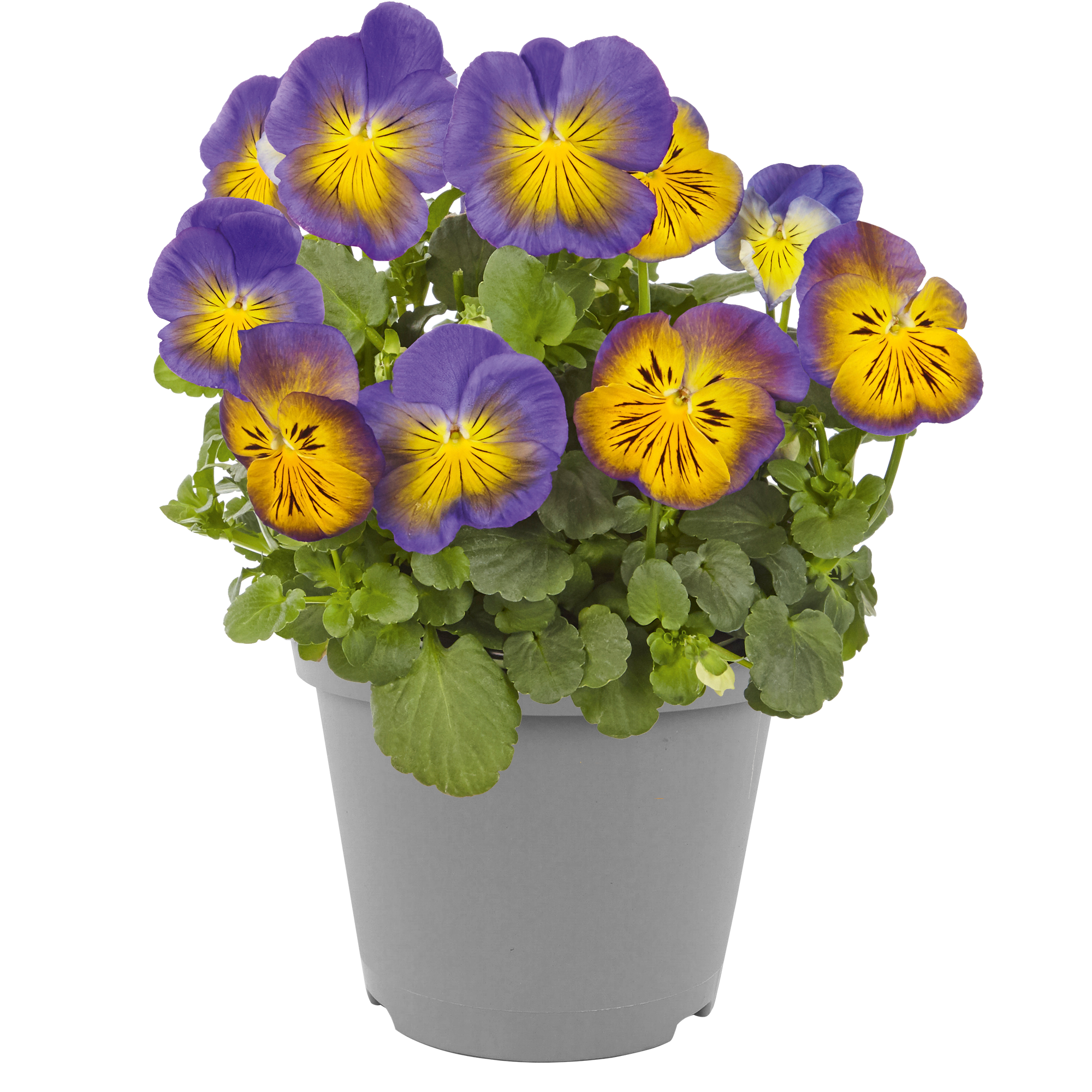 Stiefmütterchen 'Cats' verschiedene Farben 12 cm Topf