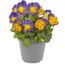 Stiefmütterchen 'Cats' verschiedene Farben 12 cm Topf