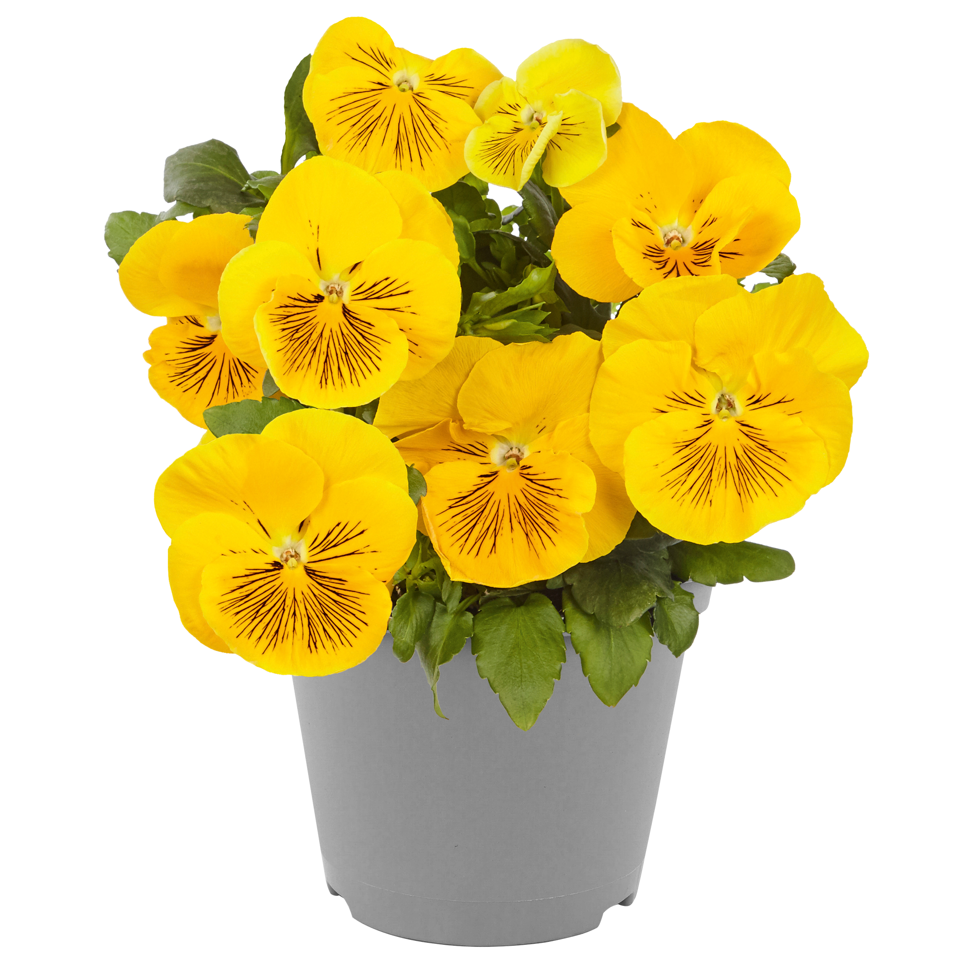 Stiefmütterchen 'Cats' verschiedene Farben 12 cm Topf