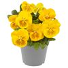 Stiefmütterchen 'Cats' verschiedene Farben 12 cm Topf