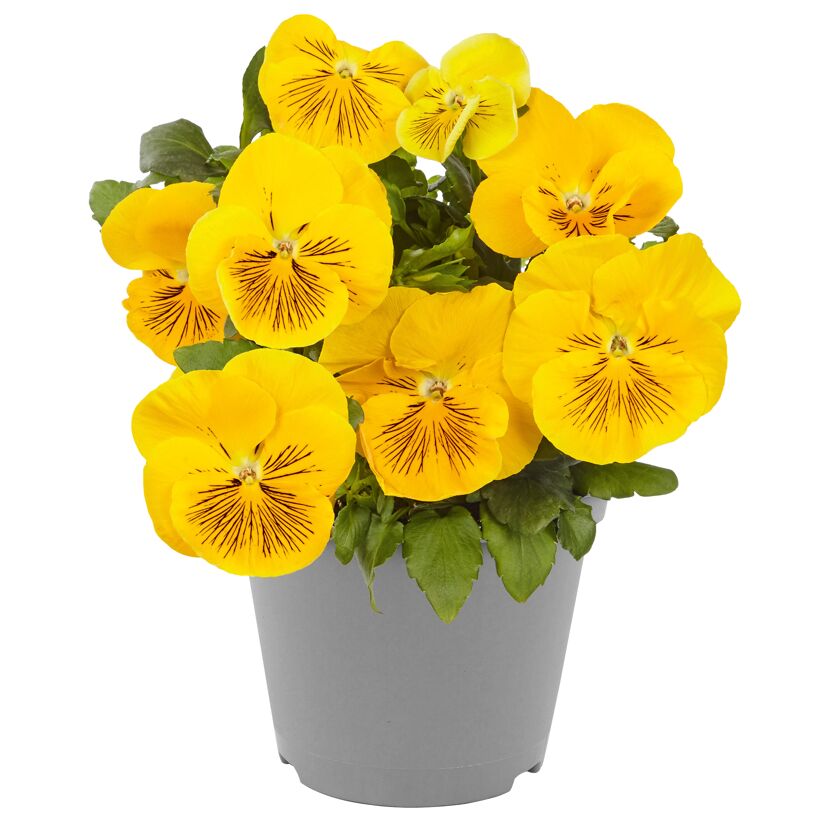 Stiefmütterchen 'Cats' verschiedene Farben 12 cm Topf