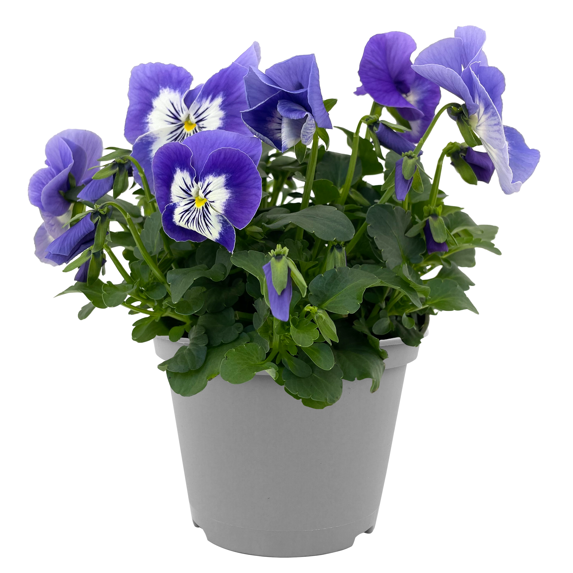 Stiefmütterchen 'Cats' verschiedene Farben 12 cm Topf