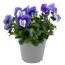 Stiefmütterchen 'Cats' verschiedene Farben 12 cm Topf
