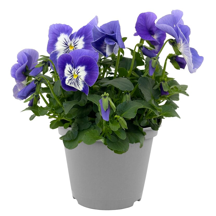 Stiefmütterchen 'Cats' verschiedene Farben 12 cm Topf