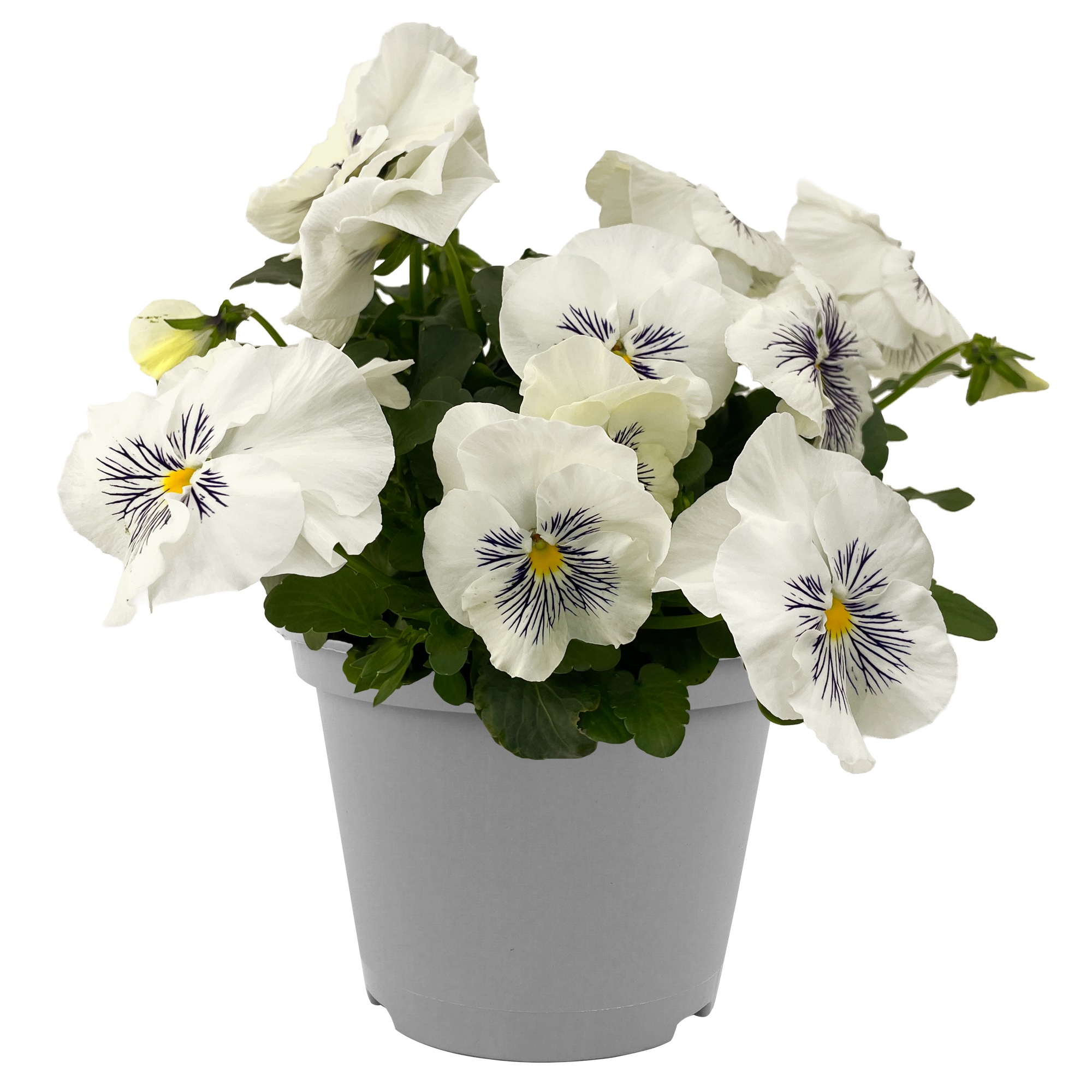 Stiefmütterchen 'Cats' verschiedene Farben 12 cm Topf