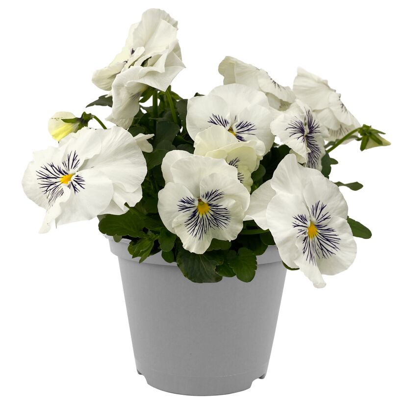 Stiefmütterchen 'Cats' verschiedene Farben 12 cm Topf