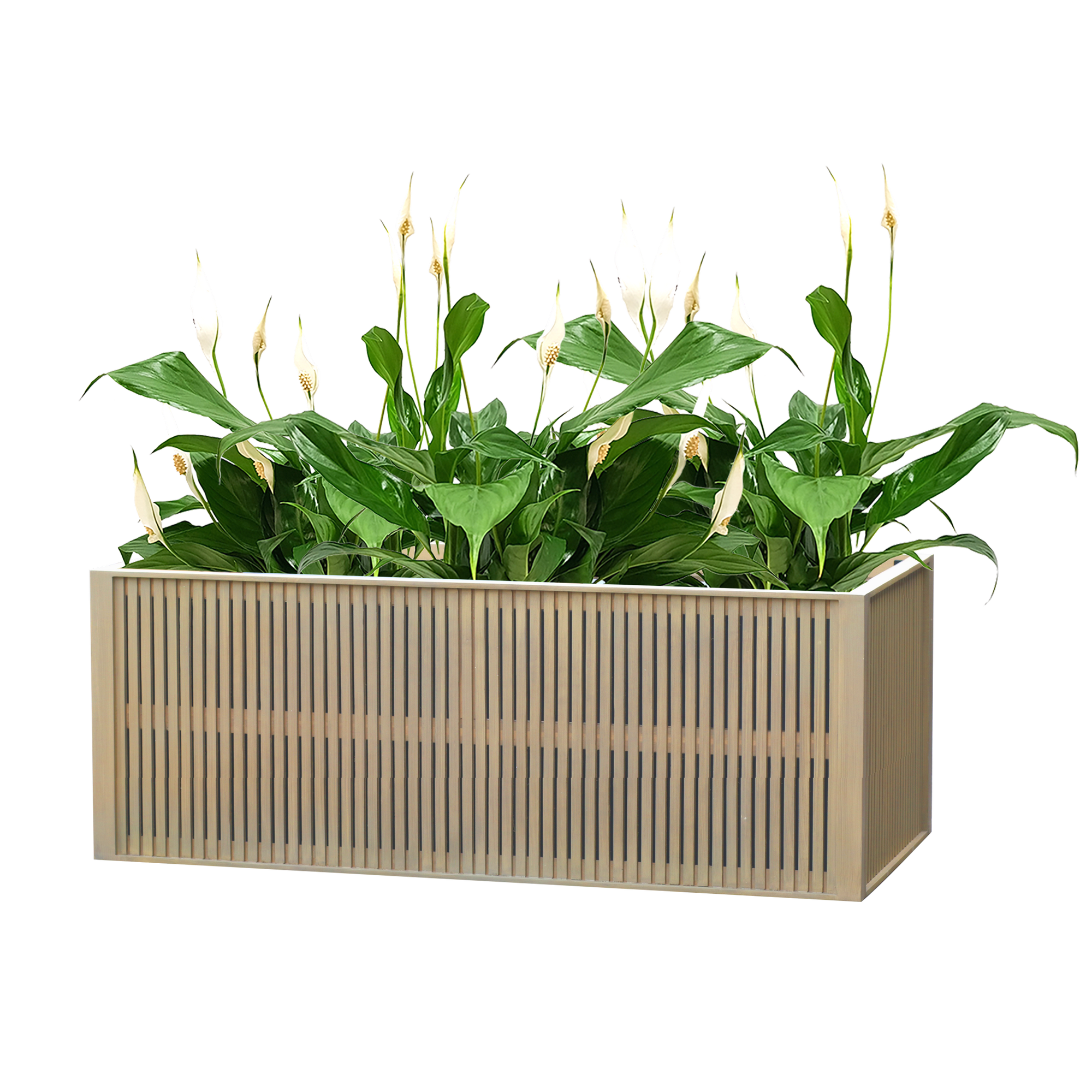 Hochbeet 'Selina' Akazienholz naturfarben 160 x 100 x 60cm