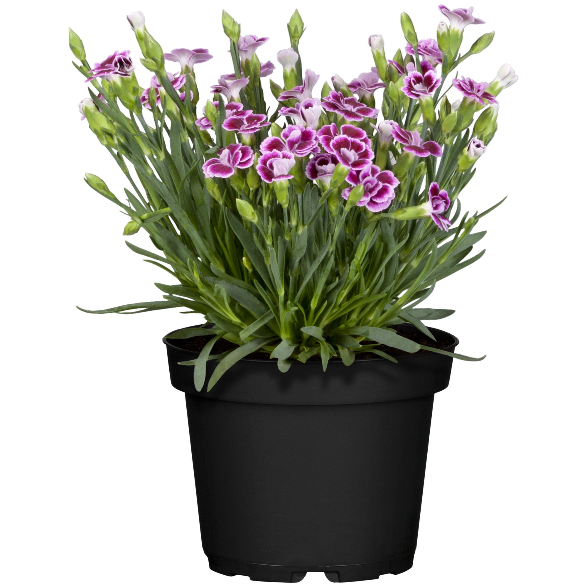 Gartennelke verschiedene Sorten 13 cm Topf