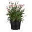 Gartennelke verschiedene Sorten 13 cm Topf