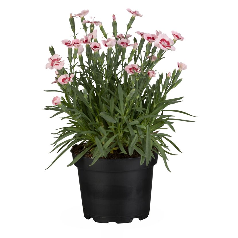 Gartennelke verschiedene Sorten 13 cm Topf