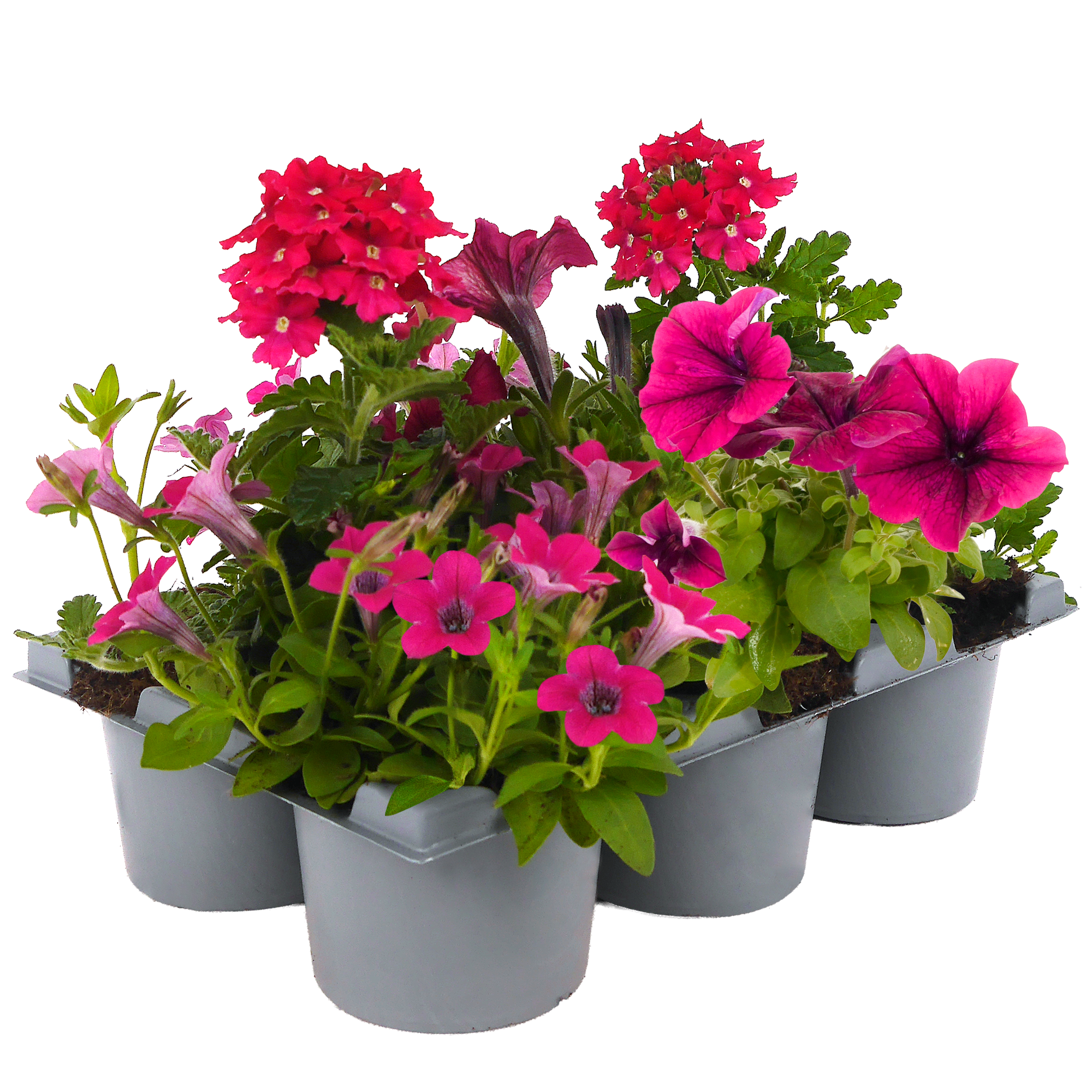 Sommerblumen 'MixMasters®' 6 Pflanzen im Tray