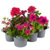 Sommerblumen 'MixMasters®' 6 Pflanzen im Tray
