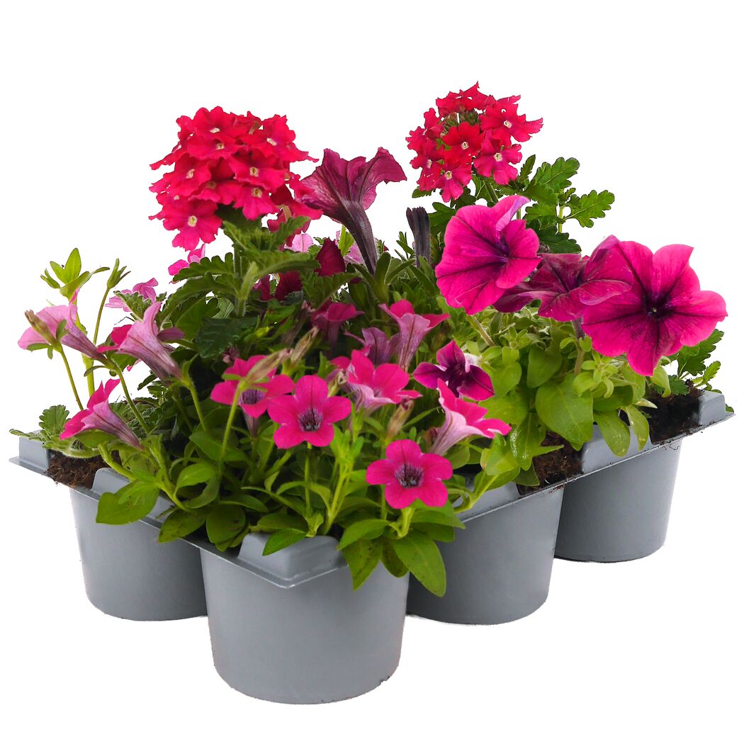 Sommerblumen 'MixMasters®' 6 Pflanzen im Tray