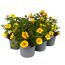 Sommerblumen 'MixMasters®' 6 Pflanzen im Tray