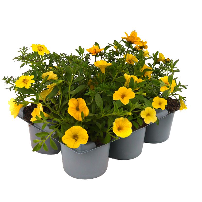Sommerblumen 'MixMasters®' 6 Pflanzen im Tray