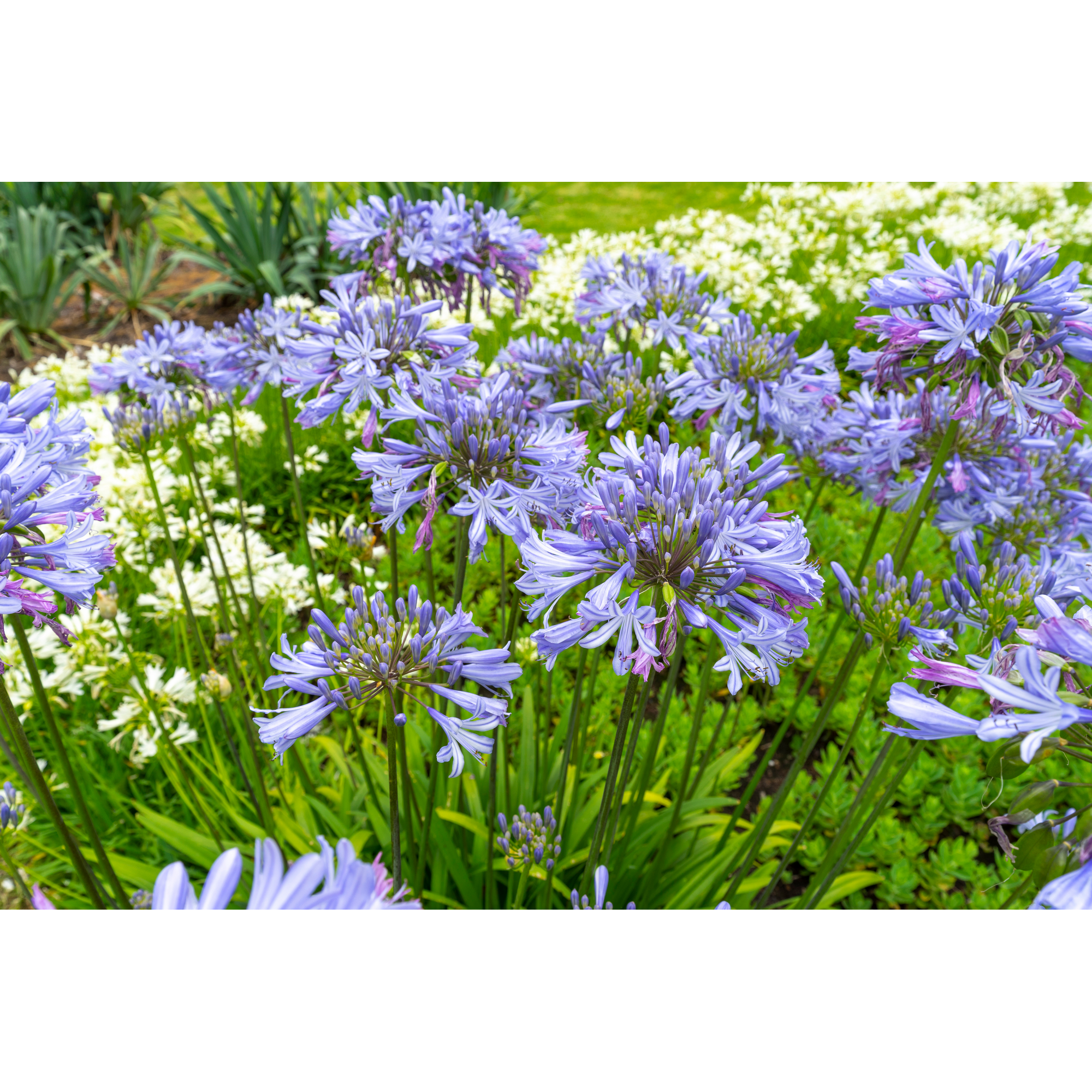 Schmucklilie 'Summer Love™' blau und weiß 17 cm Topf