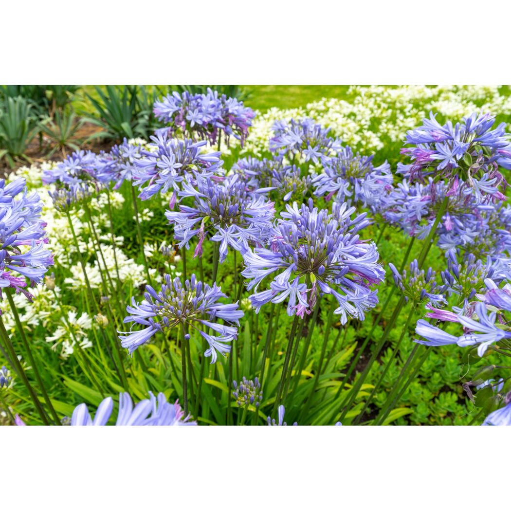 Schmucklilie 'Summer Love™' blau und weiß 17 cm Topf