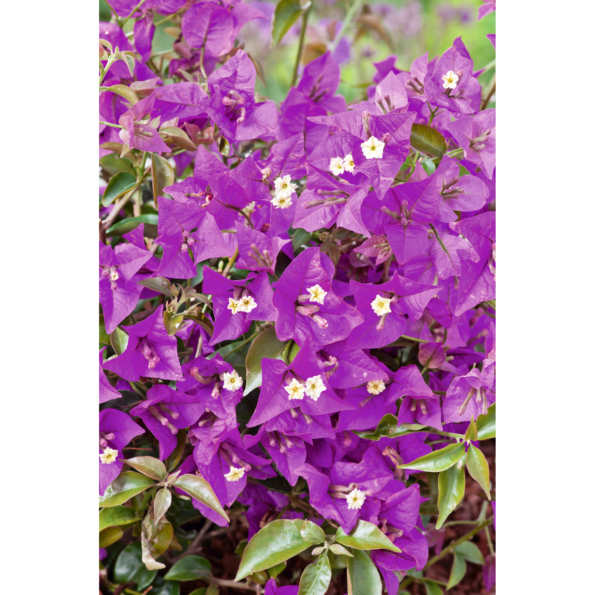 Drillingsblume 17 cm Topf
