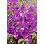 Drillingsblume 17 cm Topf