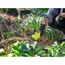 Akku-Gartenschere 'RY4SCA-120' 4 V mit 2,0 Ah Akku und Ladekabel