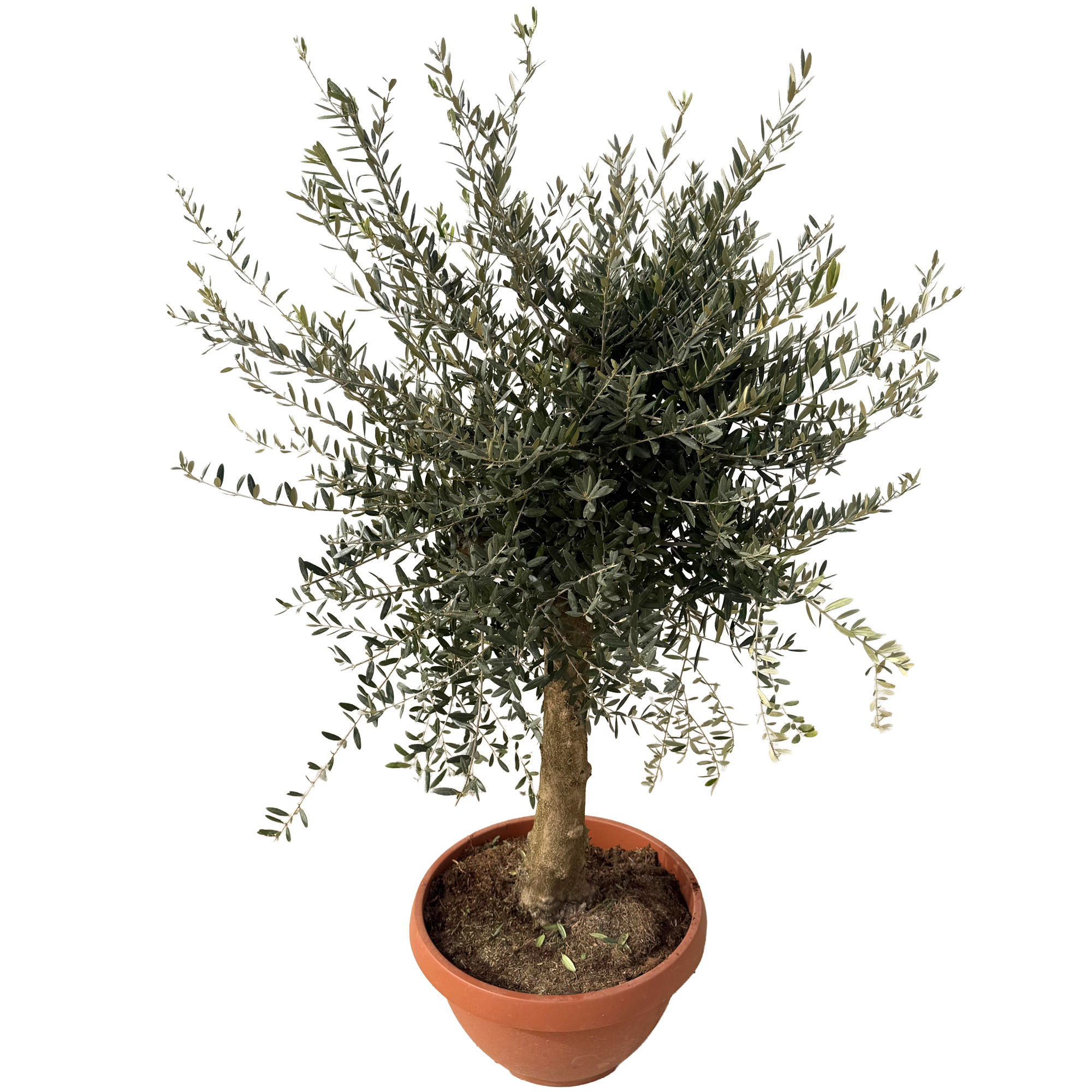 Olivenbaum 'Tosca' 160 cm, 49 cm Topf