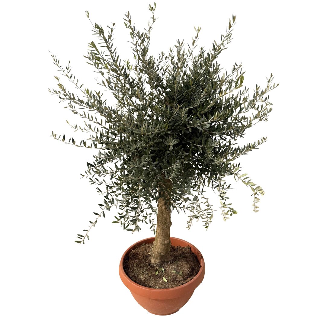 Olivenbaum 'Tosca' 160 cm, 49 cm Topf