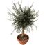 Olivenbaum 'Tosca' 160 cm, 49 cm Topf