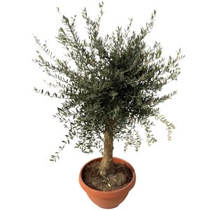 Olivenbaum 'Tosca' 160 cm, 49 cm Topf