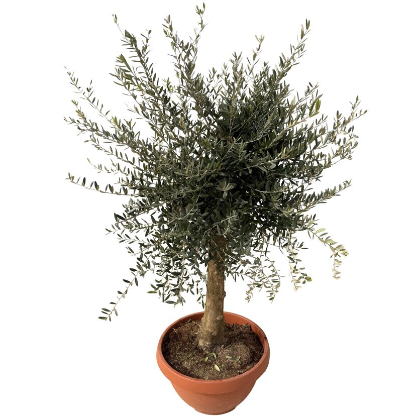 Olivenbaum 'Tosca' 160 cm, 49 cm Topf