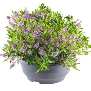 Strauchveronika 23 cm Schale