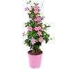 Dipladenie Pyramide 17 cm Topf