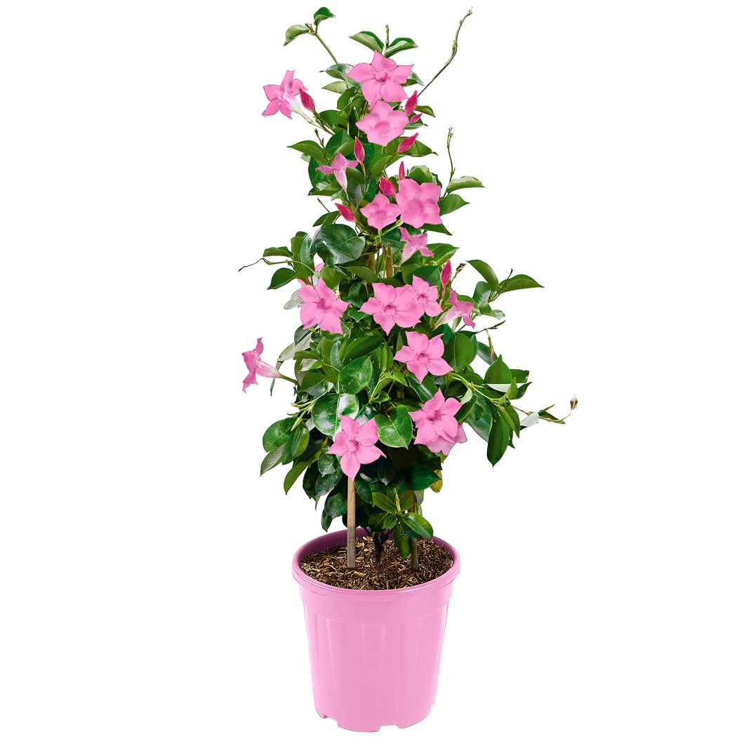 Dipladenie Pyramide 17 cm Topf