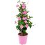 Dipladenie Pyramide 17 cm Topf