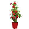 Dipladenie Pyramide 17 cm Topf