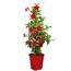 Dipladenie Pyramide 17 cm Topf